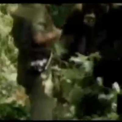 Man gets charged by a Silverback Gorilla. Doesn't even flinch.