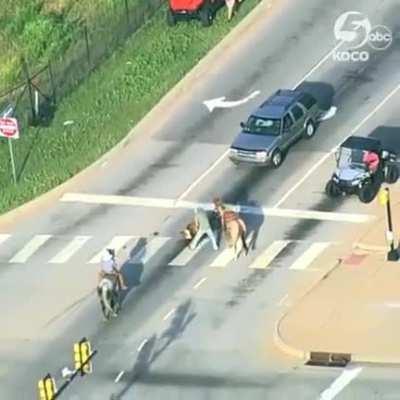 Helicopter footage of a loose cow being wrangled by Emergency Services and cowboys in OKC