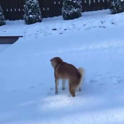 Much snow, very bouncy, such fun, wow