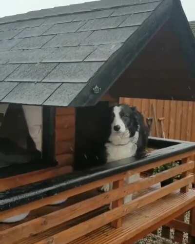 Maya's owner built her a luxury cabin so that people passing by can say hello and even talk to her while he's at work.