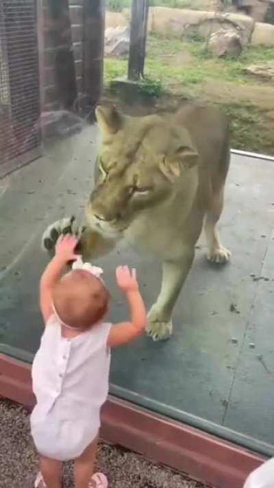 Baby and lion reaction