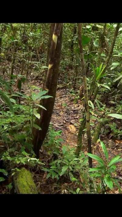 Spider monkeys rarely come down from the trees but occasionally visit mineral licks on the ground to consume essential minerals.  These trips are risky because they are less agile on land and more vulnerable to predators like pumas and jaguars.