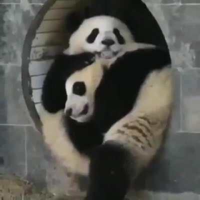 Adorable Panda's