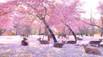 Deer and Cherry blossoms in Nara Park, Japan