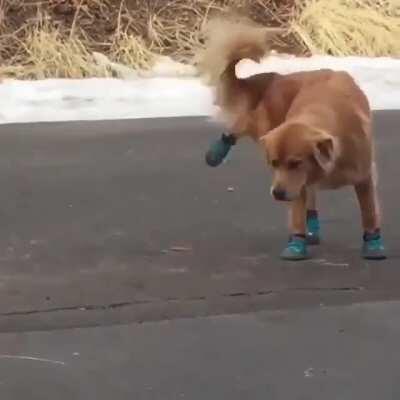 Doggo dislike boots