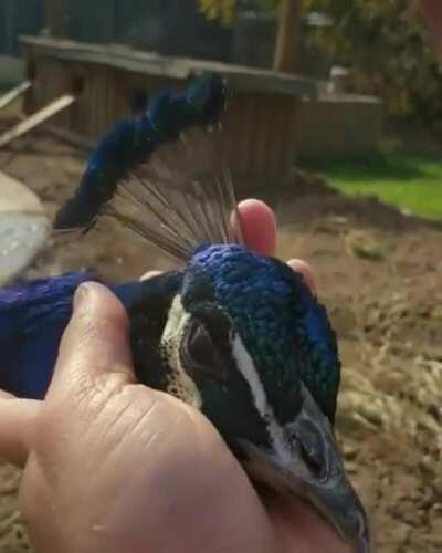 Was not aware peacocks could be so affectionate