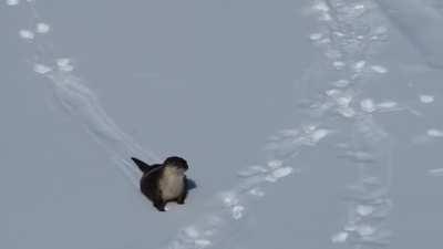 🔥 A river otter having fun sliding on the snow - this is just one of his trips - he's clearly addicted