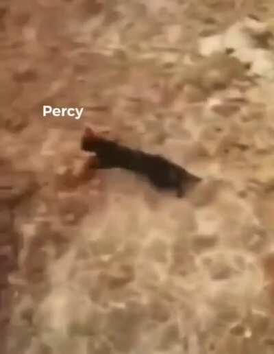 Poor Percy...