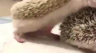 I feel for you Mr Prickles