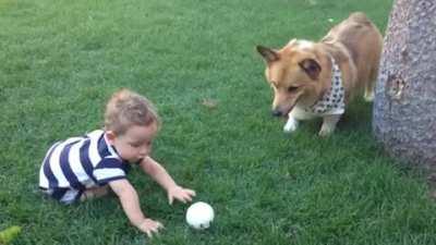 Dog's waiting for a kid to throw the ball