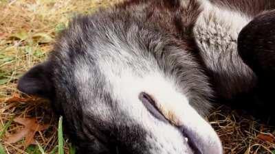 Black wolf asks for belly rubs