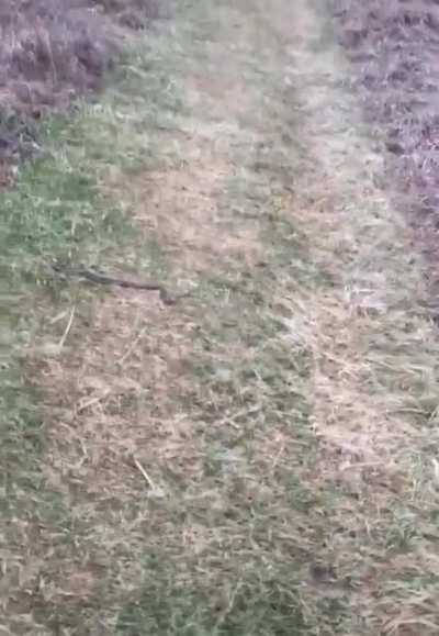 Dog removes snake from path with style