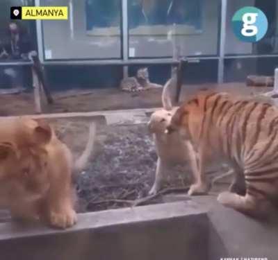 Dog stops tiger and lion from fighting