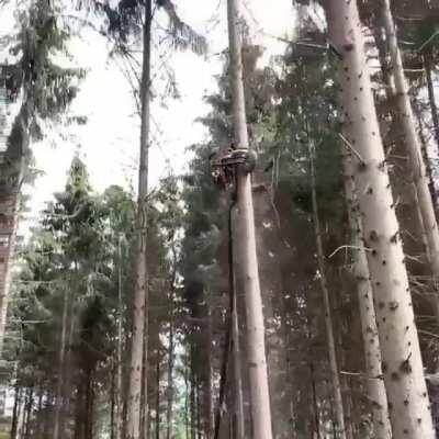 Trimming dead branches