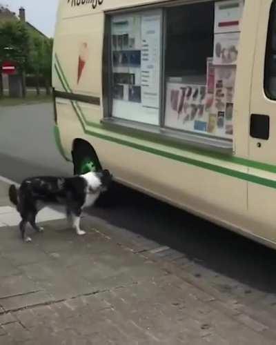 Doggo waits for its treat every morning