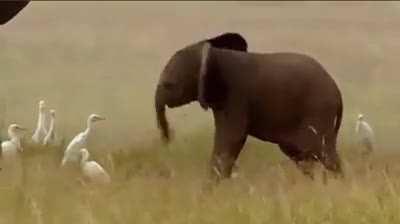 🔥 A baby elephant not able to control his trunk yet