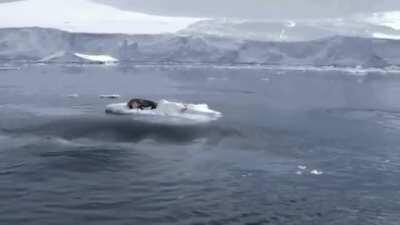 🔥 A pod of Orcas working together to sink an iceberg with a seal on it