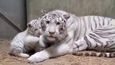 Ferocious baby white tiger from Utsunomiya Zoo