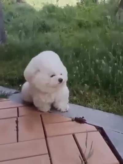 Cotton ball surviving strong winds