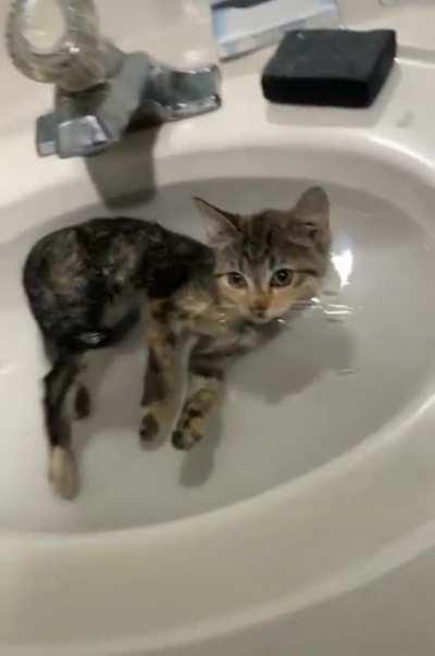 Rescued Kitty gets his first warm bath ever