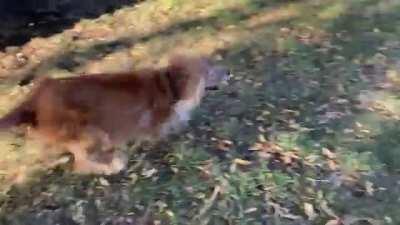 Blind Dog Gets Excited After Identifying Owner by Sniffing him. ❤️