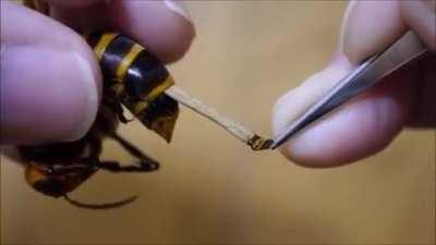 Removing a Parasite from a Wasp!⁠