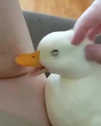 duck