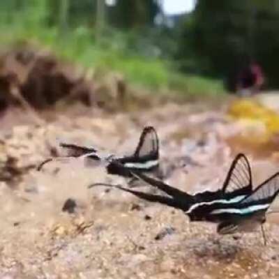 The magnificent green dragontail butterfly.