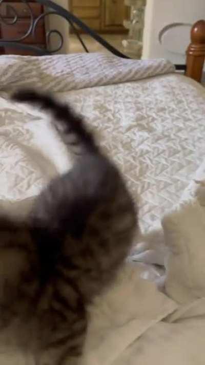 kitten is terrifyingly scary