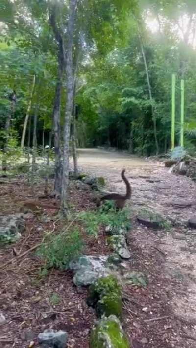 Dinos roaming in Mexico