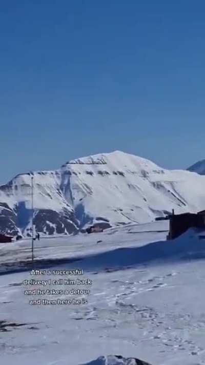 A lady living on Svalbard Island near the North Pole using her malamute to send a message to her neighbor