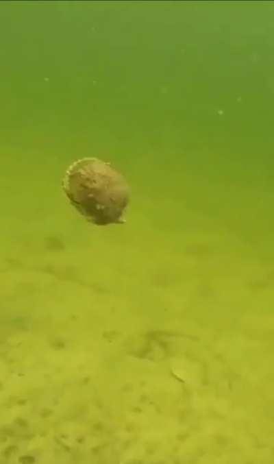 Scallop running away