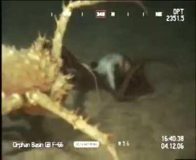 Spiny king crab startles resting octopus.