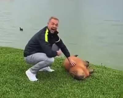 This capybara likes being petted