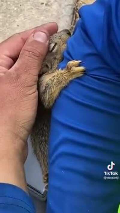 Baby Squirrel Part 2 - What Happened After This Guy Gave The Baby Squirrel Water