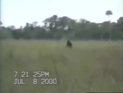 Part of Dave Shealy's 2000 footage allegedly showing Florida's skunk ape