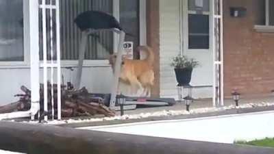 A good boy taking himself for a walk while it's raining