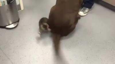 Kitten risks his life to subdue a dangerously wagging tail...