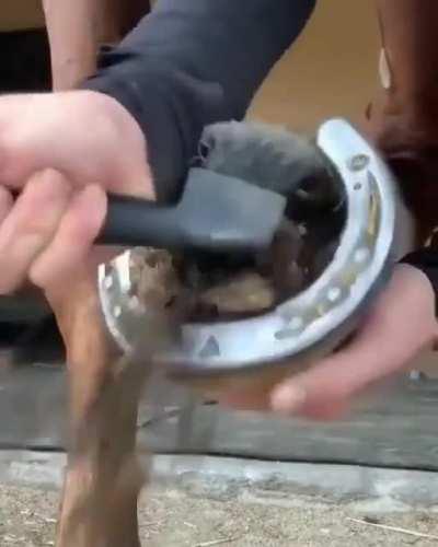 Cleaning out a horse's hoof.