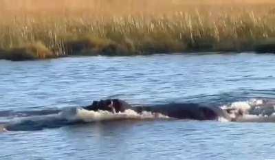 Hippo attacks 3 lions crossing the river