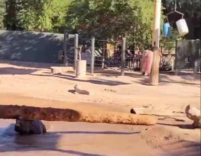 This rhino can balance a log on his head