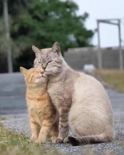 Gray cat didn't seem that amused, but I'm sure he's happy on the inside