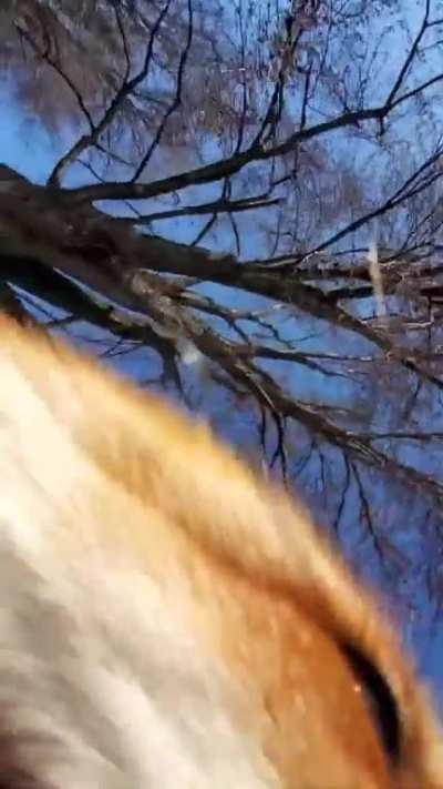 Dixiedo fox runs away with my phone. Tries to bury it (play with sound on)