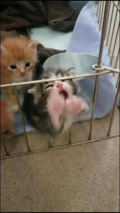 Kitten struggles to climb over cage