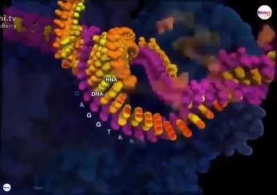 An animation made by D. Berry shows the working of gene transcription: from DNA to RNA