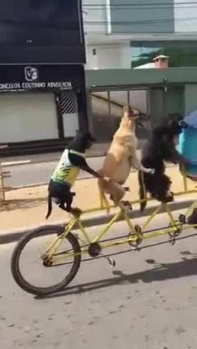 Bicycle Boyes