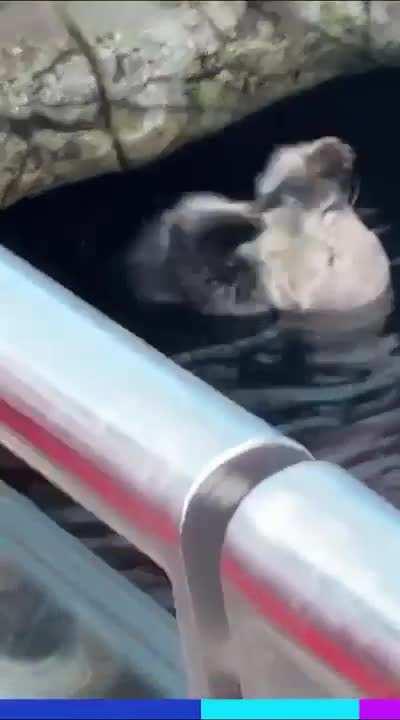 A visitor drops phone in an otter enclosure