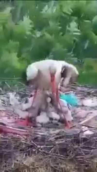 🔥 Mother protecting her chicks from the rain.