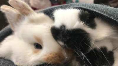 Baby bun noses