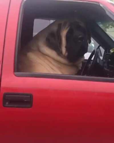 Chillin in his truck